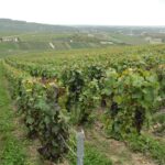 Paris to Champagne vineyards by PARIS BY EMY